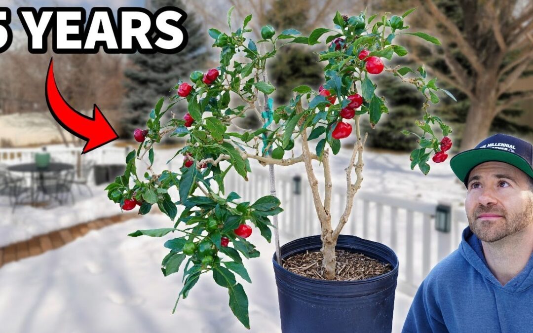 I Overwintered Pepper Plants For 5 YEARS…And THIS Happened!