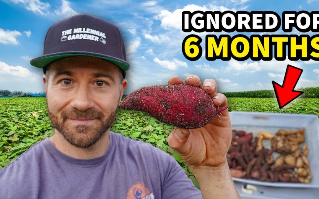 I IGNORED My Sweet Potatoes For 6 MONTHS To Double My Harvest!