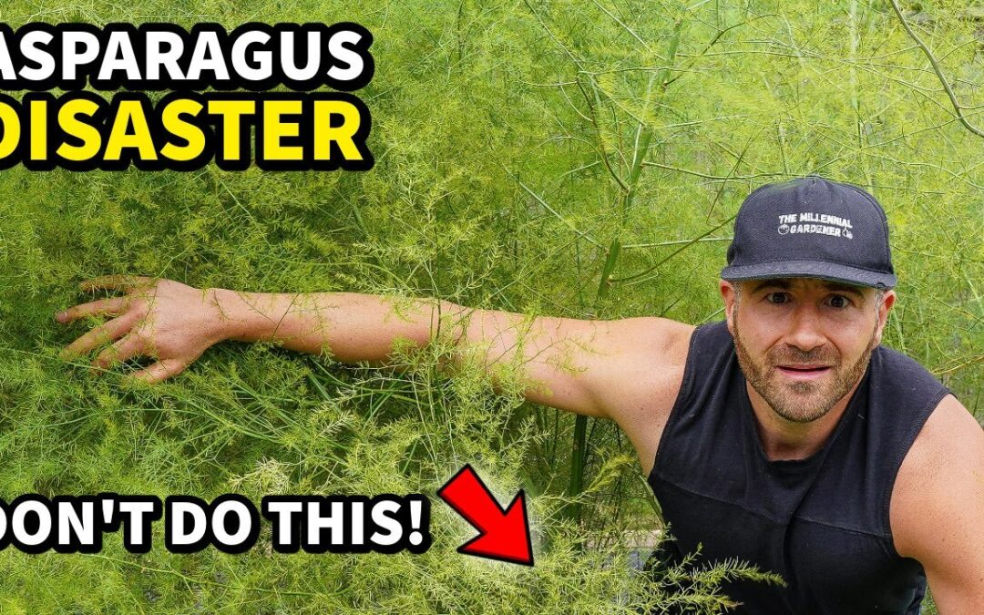 I Made A DUMB Mistake Planting Asparagus: Do THIS Instead