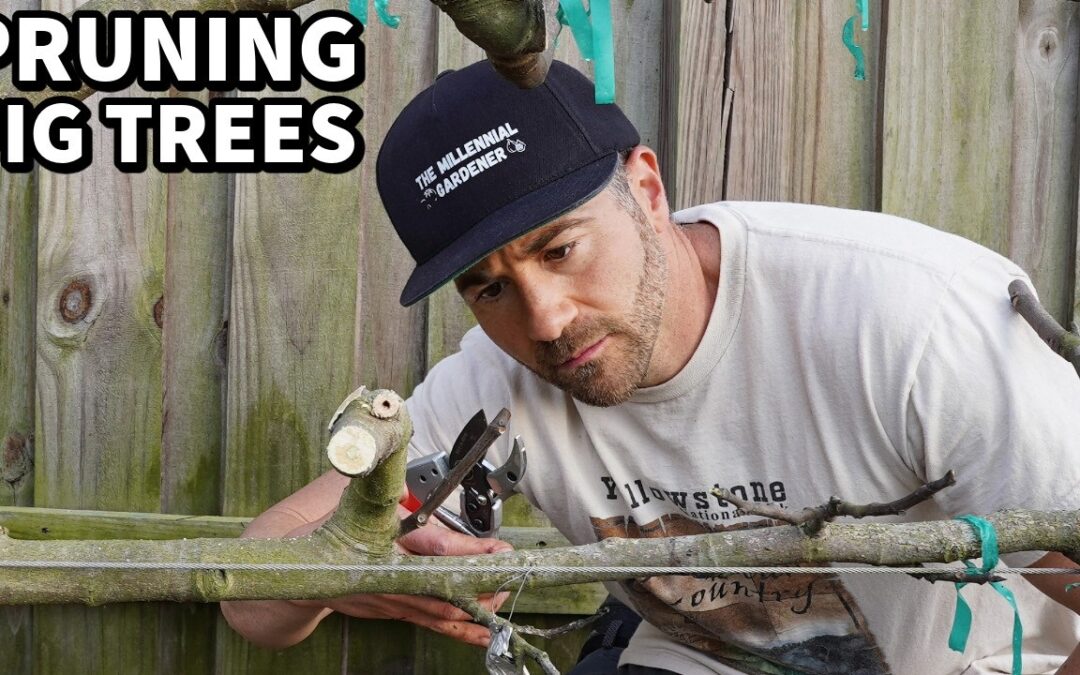 How To Prune Fig Trees For SMALL Size And MAXIMUM Production!
