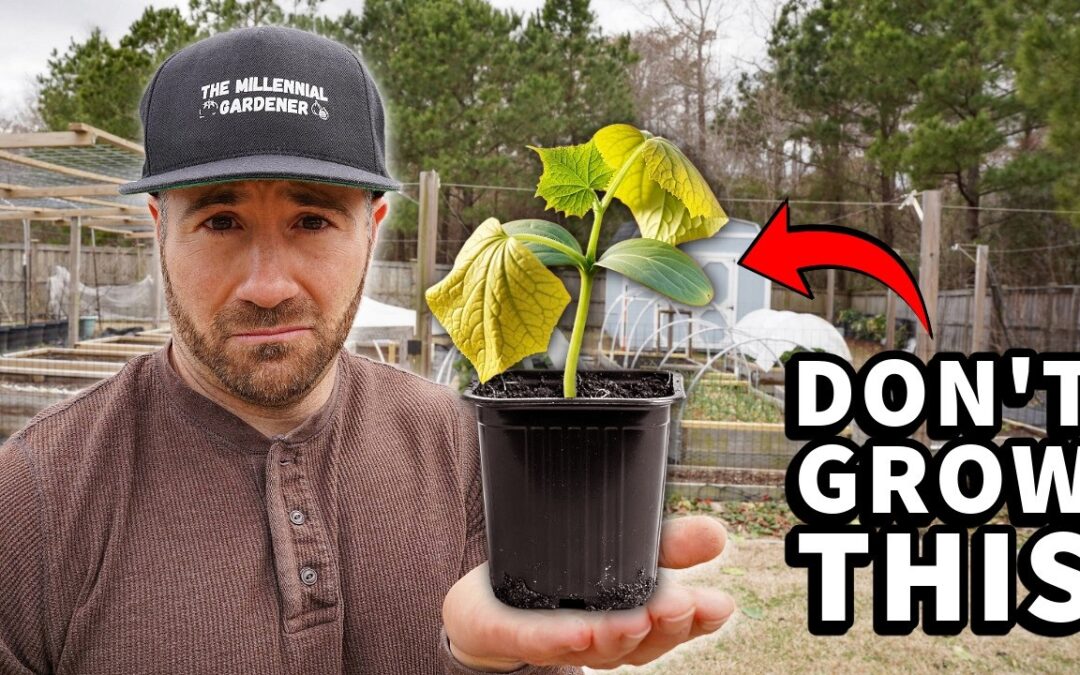DO NOT Plant Cucumbers, Squash Or Melons BEFORE Watching This!