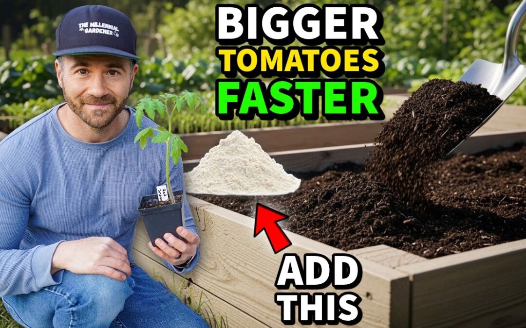 Transplant Tomatoes Like This For MORE Fruit And FASTER Growth!