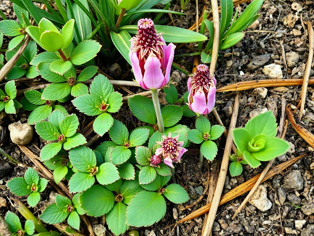 Ground Cover Plants That Spread Without Taking Over: 9 Reliable Examples
